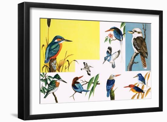 All Sorts of Kingfishers-null-Framed Giclee Print