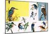 All Sorts of Kingfishers-null-Mounted Giclee Print