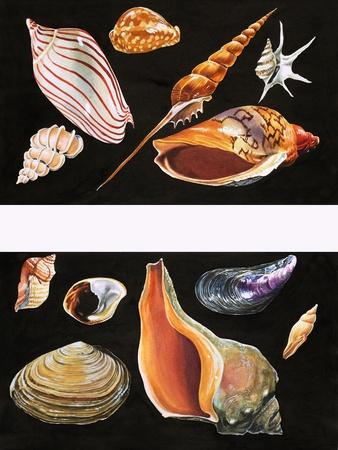 https://imgc.allpostersimages.com/img/posters/all-sorts-of-sea-shell-illustration-from-once-upon-a-time-1970_u-L-Q1NG5UL0.jpg?artPerspective=n