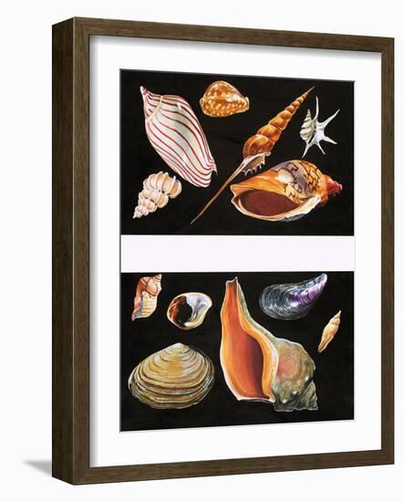 All Sorts of Sea Shell, Illustration from Once Upon a Time, 1970-null-Framed Giclee Print