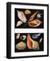 All Sorts of Sea Shell, Illustration from Once Upon a Time, 1970-null-Framed Giclee Print