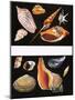 All Sorts of Sea Shell, Illustration from Once Upon a Time, 1970-null-Mounted Giclee Print