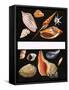 All Sorts of Sea Shell, Illustration from Once Upon a Time, 1970-null-Framed Stretched Canvas