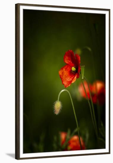 All Stages of Red Poppies Flowering-Sheila Haddad-Framed Premium Photographic Print