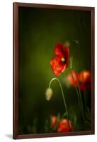 All Stages of Red Poppies Flowering-Sheila Haddad-Framed Premium Photographic Print