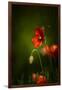 All Stages of Red Poppies Flowering-Sheila Haddad-Framed Premium Photographic Print