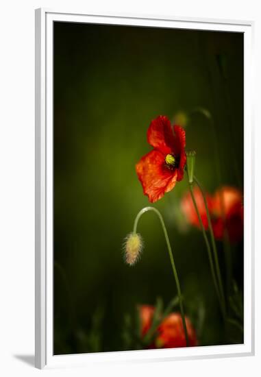 All Stages of Red Poppies Flowering-Sheila Haddad-Framed Premium Photographic Print