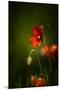 All Stages of Red Poppies Flowering-Sheila Haddad-Mounted Premium Photographic Print