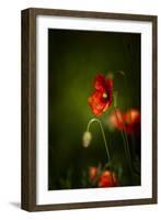 All Stages of Red Poppies Flowering-Sheila Haddad-Framed Photographic Print