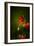 All Stages of Red Poppies Flowering-Sheila Haddad-Framed Photographic Print