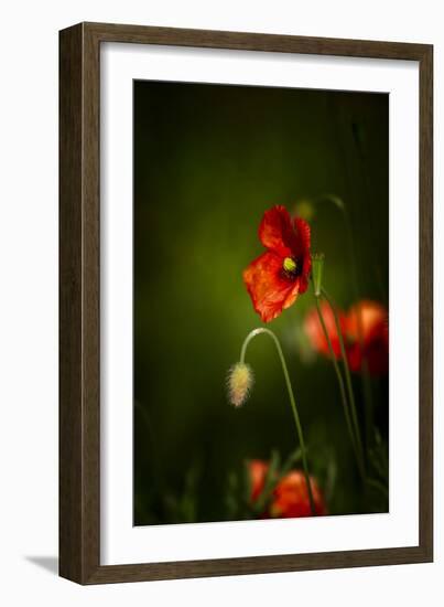 All Stages of Red Poppies Flowering-Sheila Haddad-Framed Photographic Print