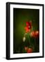 All Stages of Red Poppies Flowering-Sheila Haddad-Framed Photographic Print