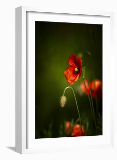 All Stages of Red Poppies Flowering-Sheila Haddad-Framed Photographic Print