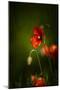 All Stages of Red Poppies Flowering-Sheila Haddad-Mounted Photographic Print