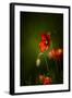 All Stages of Red Poppies Flowering-Sheila Haddad-Framed Photographic Print