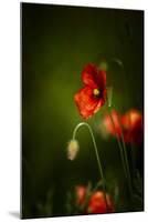 All Stages of Red Poppies Flowering-Sheila Haddad-Mounted Photographic Print