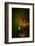 All Stages of Red Poppies Flowering-Sheila Haddad-Framed Premium Photographic Print