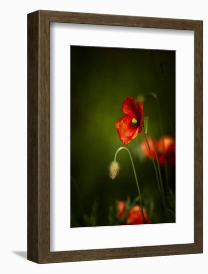 All Stages of Red Poppies Flowering-Sheila Haddad-Framed Premium Photographic Print