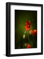 All Stages of Red Poppies Flowering-Sheila Haddad-Framed Premium Photographic Print