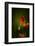 All Stages of Red Poppies Flowering-Sheila Haddad-Framed Premium Photographic Print