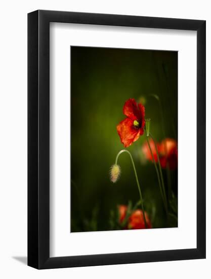 All Stages of Red Poppies Flowering-Sheila Haddad-Framed Premium Photographic Print