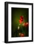 All Stages of Red Poppies Flowering-Sheila Haddad-Framed Premium Photographic Print