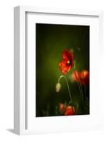 All Stages of Red Poppies Flowering-Sheila Haddad-Framed Premium Photographic Print