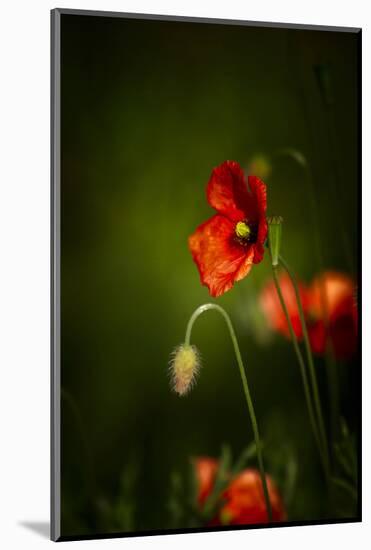 All Stages of Red Poppies Flowering-Sheila Haddad-Mounted Premium Photographic Print