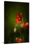 All Stages of Red Poppies Flowering-Sheila Haddad-Stretched Canvas