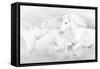 All the White Horses-PHBurchett-Framed Stretched Canvas