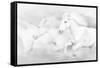All the White Horses-PHBurchett-Framed Stretched Canvas