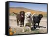 All Three Colors of Labrador Retrievers Standing on Dirt Road, Antelope Valley in California, USA-Zandria Muench Beraldo-Framed Stretched Canvas