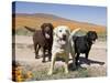 All Three Colors of Labrador Retrievers Standing on Dirt Road, Antelope Valley in California, USA-Zandria Muench Beraldo-Stretched Canvas