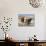 All Three Colors of Labrador Retrievers Standing on Dirt Road, Antelope Valley in California, USA-Zandria Muench Beraldo-Photographic Print displayed on a wall