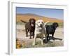 All Three Colors of Labrador Retrievers Standing on Dirt Road, Antelope Valley in California, USA-Zandria Muench Beraldo-Framed Photographic Print