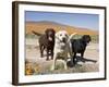 All Three Colors of Labrador Retrievers Standing on Dirt Road, Antelope Valley in California, USA-Zandria Muench Beraldo-Framed Photographic Print