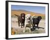All Three Colors of Labrador Retrievers Standing on Dirt Road, Antelope Valley in California, USA-Zandria Muench Beraldo-Framed Photographic Print
