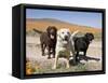 All Three Colors of Labrador Retrievers Standing on Dirt Road, Antelope Valley in California, USA-Zandria Muench Beraldo-Framed Stretched Canvas