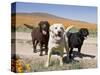 All Three Colors of Labrador Retrievers Standing on Dirt Road, Antelope Valley in California, USA-Zandria Muench Beraldo-Stretched Canvas