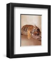 All Tiger-ed Out-Rachael Hale-Framed Art Print