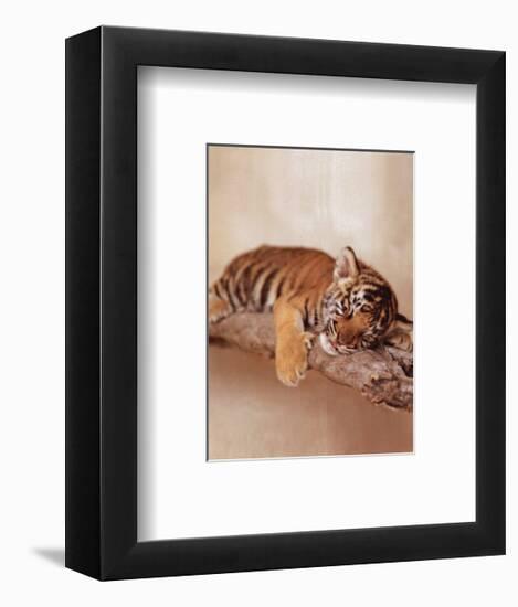 All Tiger-ed Out-Rachael Hale-Framed Art Print