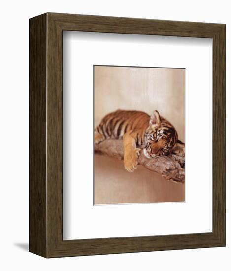 All Tiger-ed Out-Rachael Hale-Framed Art Print