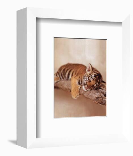 All Tiger-ed Out-Rachael Hale-Framed Art Print