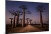 Allace des Baobabs-Marco Tagliarino-Mounted Photographic Print