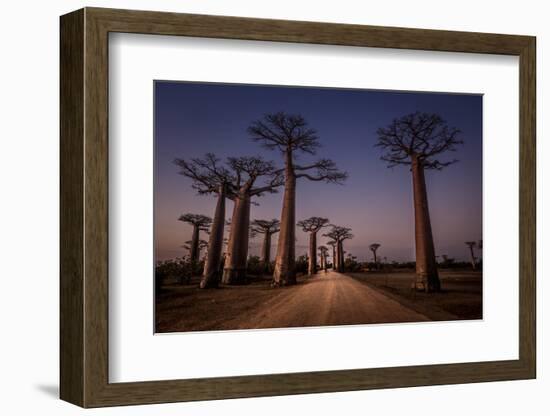 Allace des Baobabs-Marco Tagliarino-Framed Photographic Print