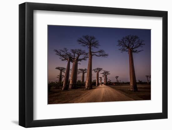 Allace des Baobabs-Marco Tagliarino-Framed Photographic Print