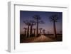 Allace des Baobabs-Marco Tagliarino-Framed Photographic Print