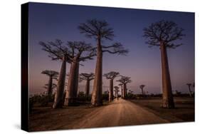 Allace des Baobabs-Marco Tagliarino-Stretched Canvas