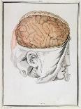 The Brain, from 'Traite D'Anatomie De Cerveau' by Felix Vicq D'Azyr (1748-94) 1786-Allais-Framed Stretched Canvas