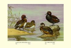 Four Types of Teal Ducks-Allan Brooks-Art Print